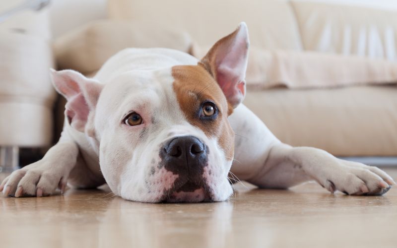 Hond in de superman slaappositie