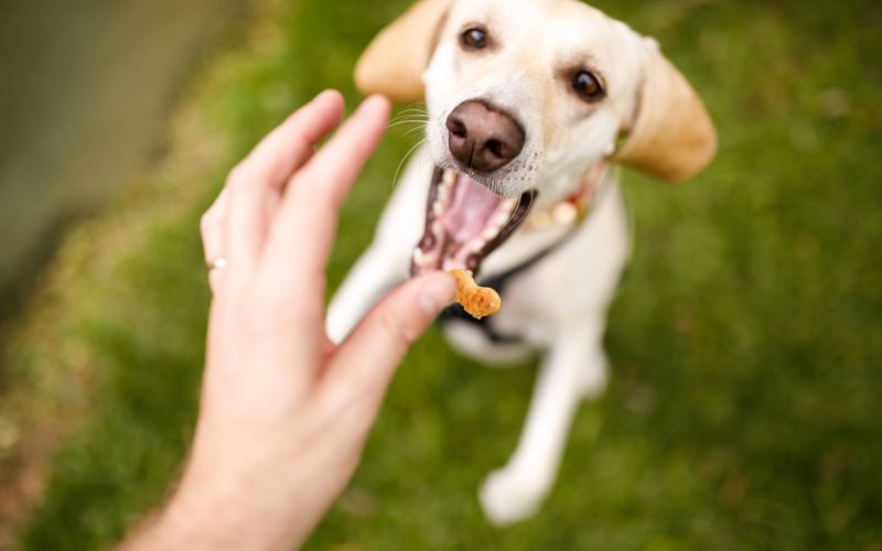 Hond krijgt beloning omdat hij buiten plast