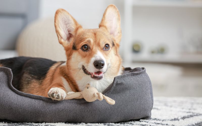 Hond ligt in een schone hondenmand