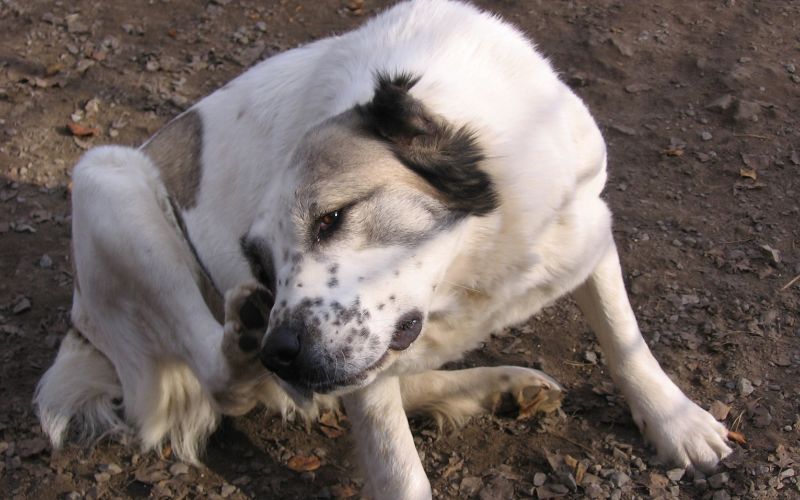 Hond krabt vanwege vlooien