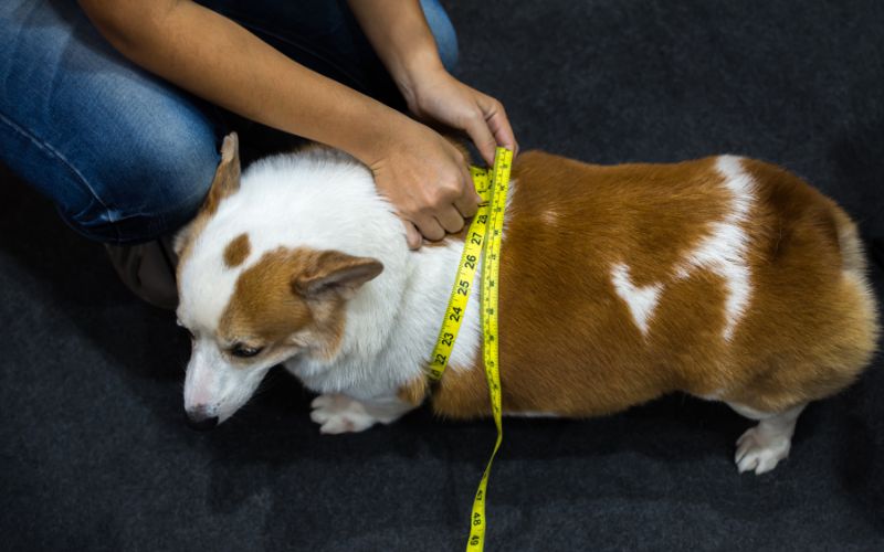 Hond opmeten voor een hondenmand