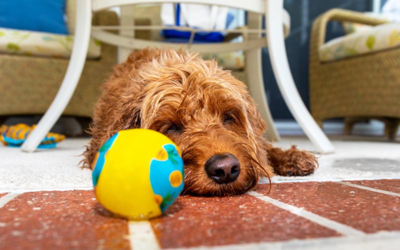 Goldendoodle slaapt na spelen in zwembad