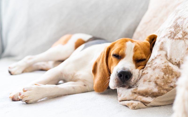 Beagle hond slaapt op de zij