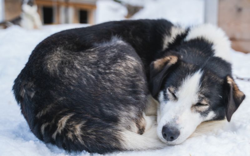 Husky slaapt in een gekrulde houding