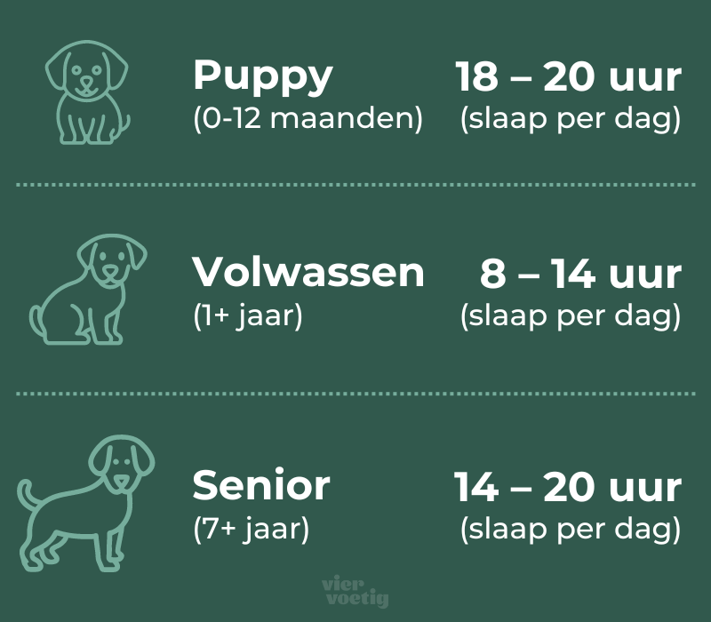 Hoeveel slaap een hond nodig heeft