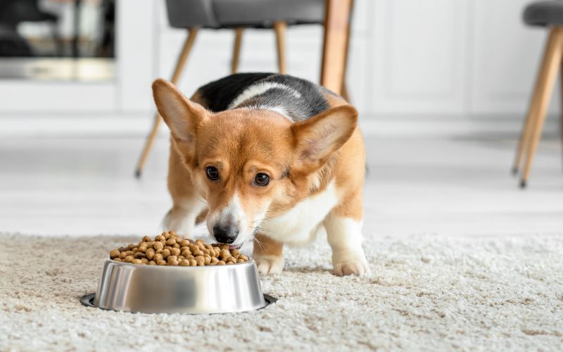 Schattige hond eet brokken met smaakversterker