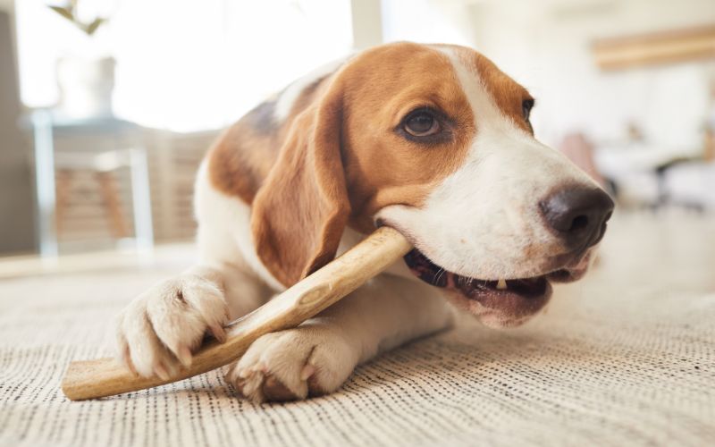 Hond kauwt op een bot in plaats van plastic