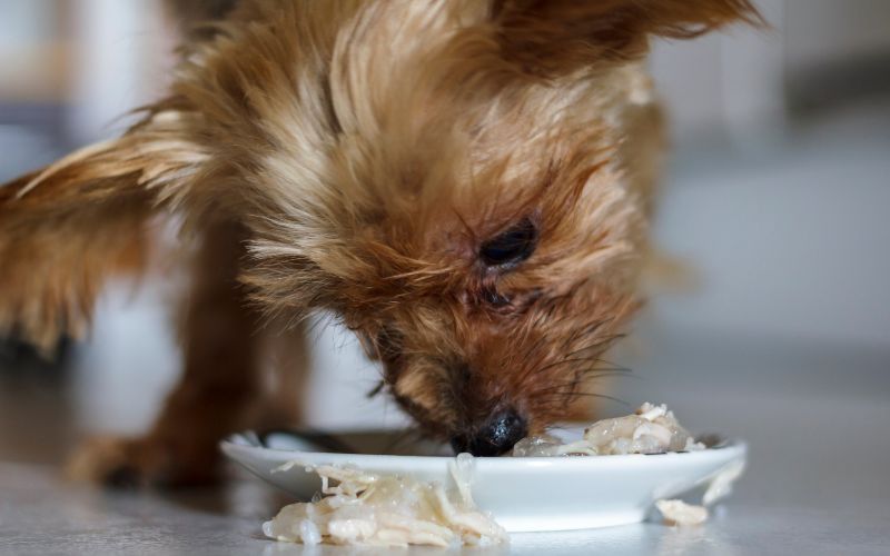 Oude hongerige yorkshire terrier