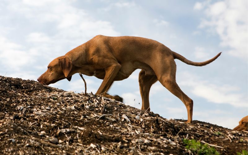 Vizsla hond eet aarde en takjes