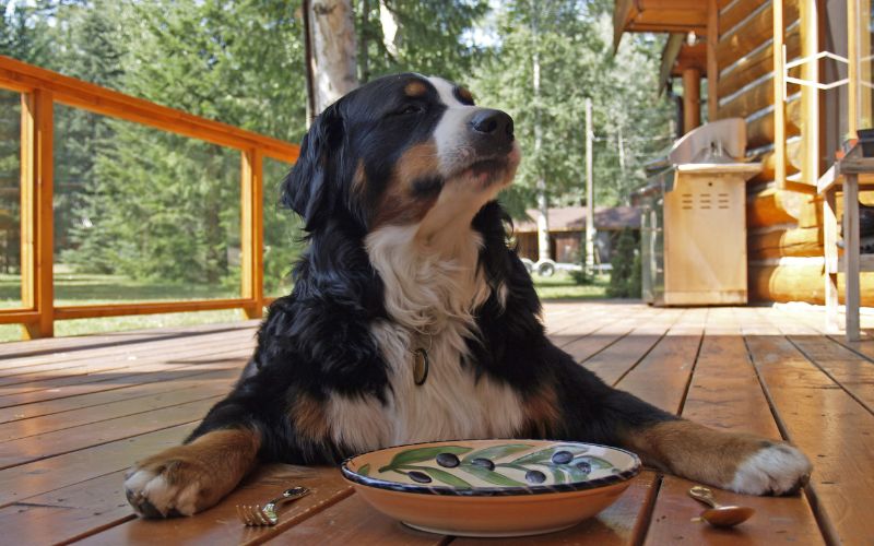 Wat mag een hond niet eten