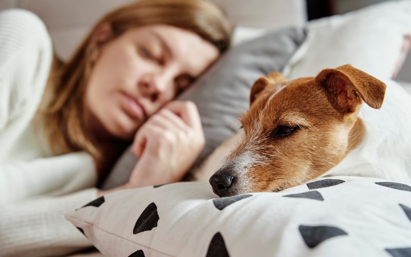 hond in bed in plaats van mand