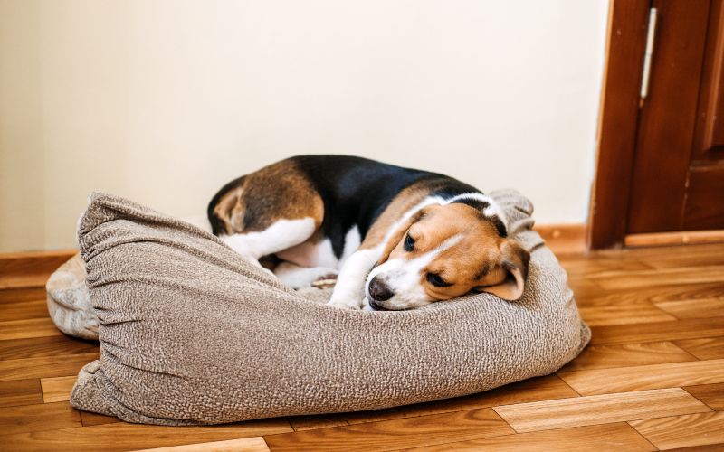 hond slaapt in mand na benchtraining