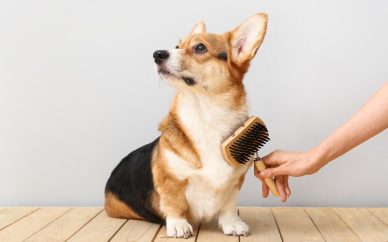 honden borstelen om hondengeur te verwijderen